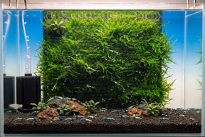 ShrimpPuddle Moos Rückwand Pro XL – Magnet-Mooswand