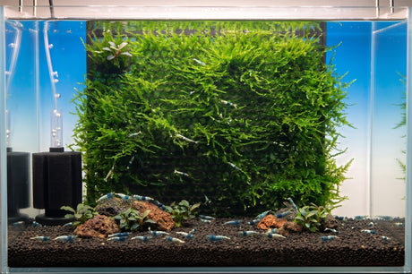 ShrimpPuddle Moos Rückwand Pro XL – Magnet-Mooswand