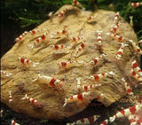 GARNELEN4YOU Seemandelbaumblätter Catappa – 40 Stück (Bild 3)