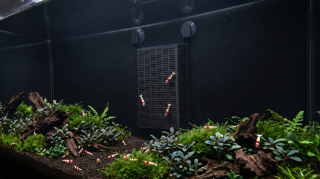 ShrimpPuddle Soil Background 2.0 M – Soil Refresh im Aquarium für Caridina