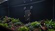 ShrimpPuddle Soil Background 2.0 S – Soil Refresh im Nano-Aquarium für Caridina