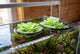 Aquascaping Tools